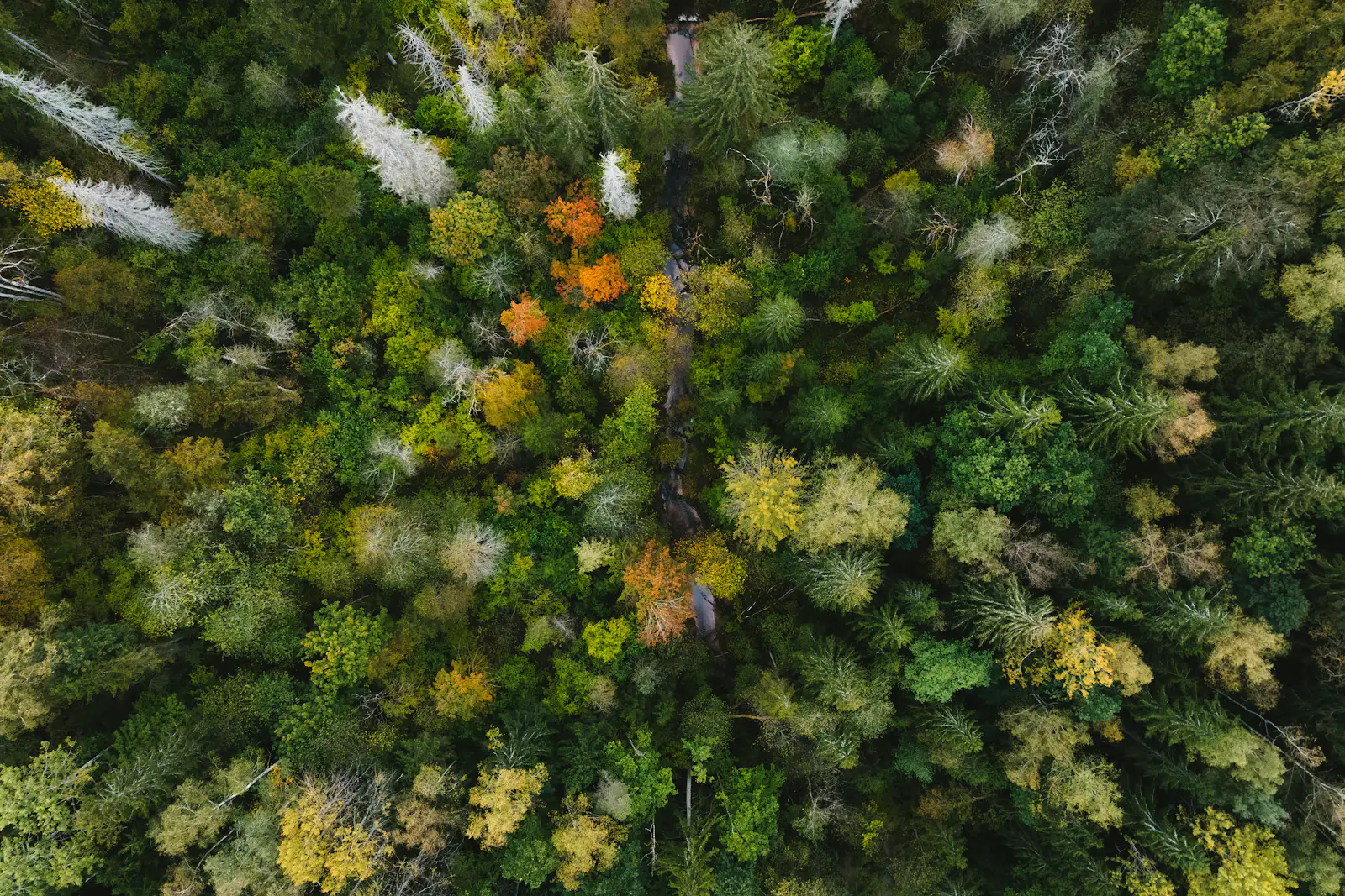 Autumn colors scattered through an aerial view of forest.