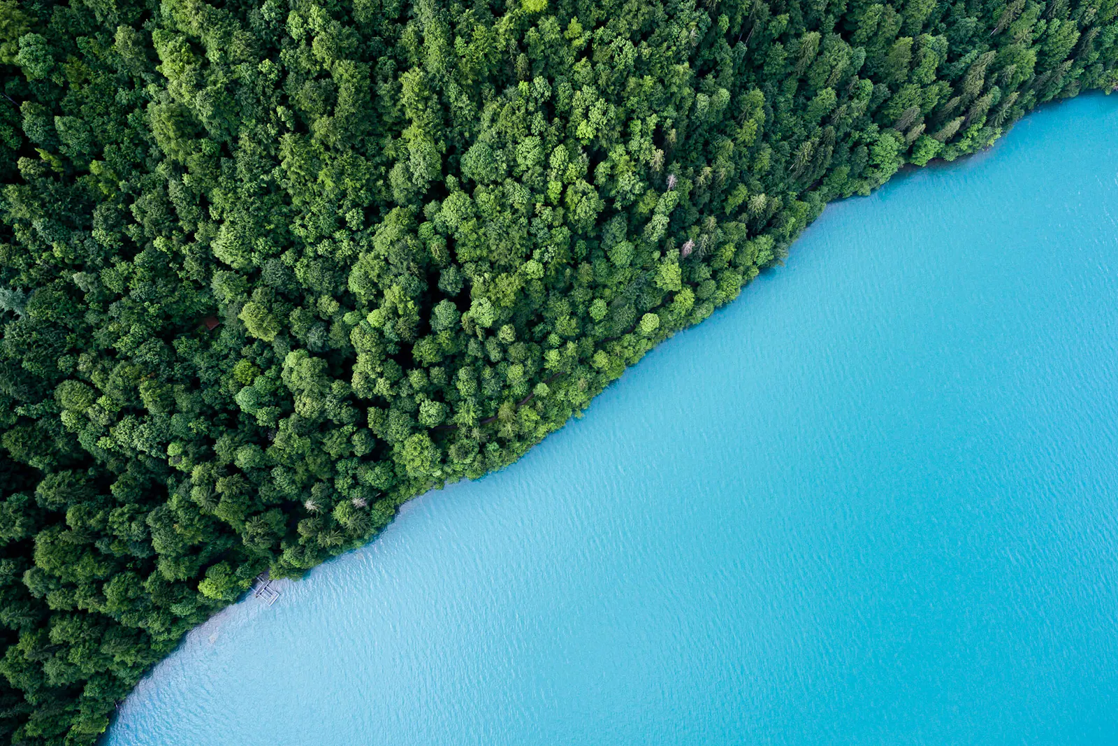 Bright blue water bordered by dense green forest.