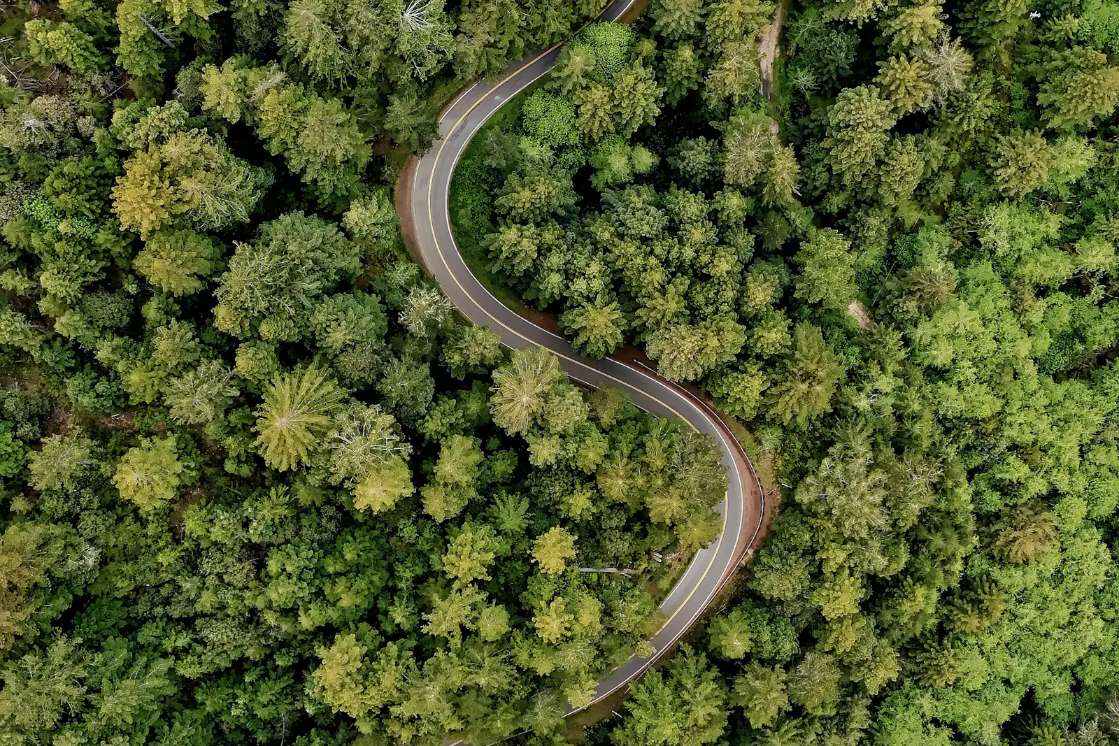 A winding road threading through a green forest.