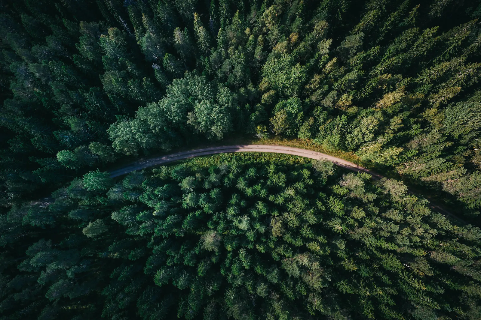 A narrow road curving through dense evergreen forest.